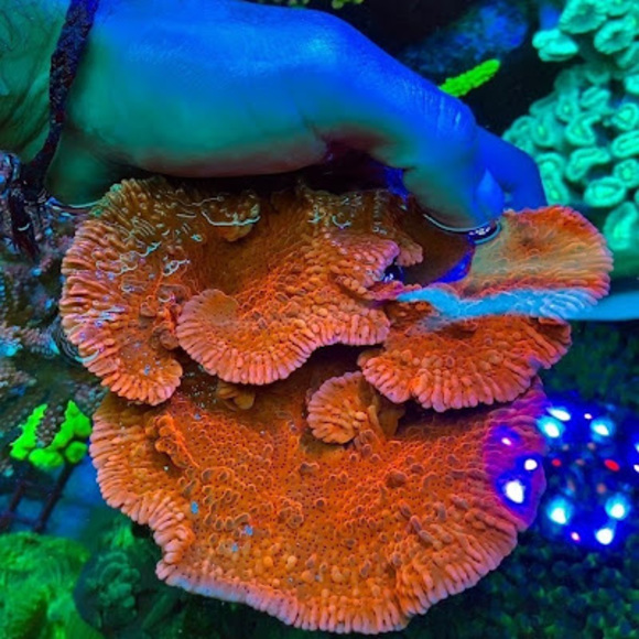 Meet your Posher, Andrew - Picture 1 of 1